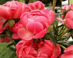 The most interesting part of the park is its Peony Garden. The park holds an annual Peony Festival which starts from late May till the last week of Ju